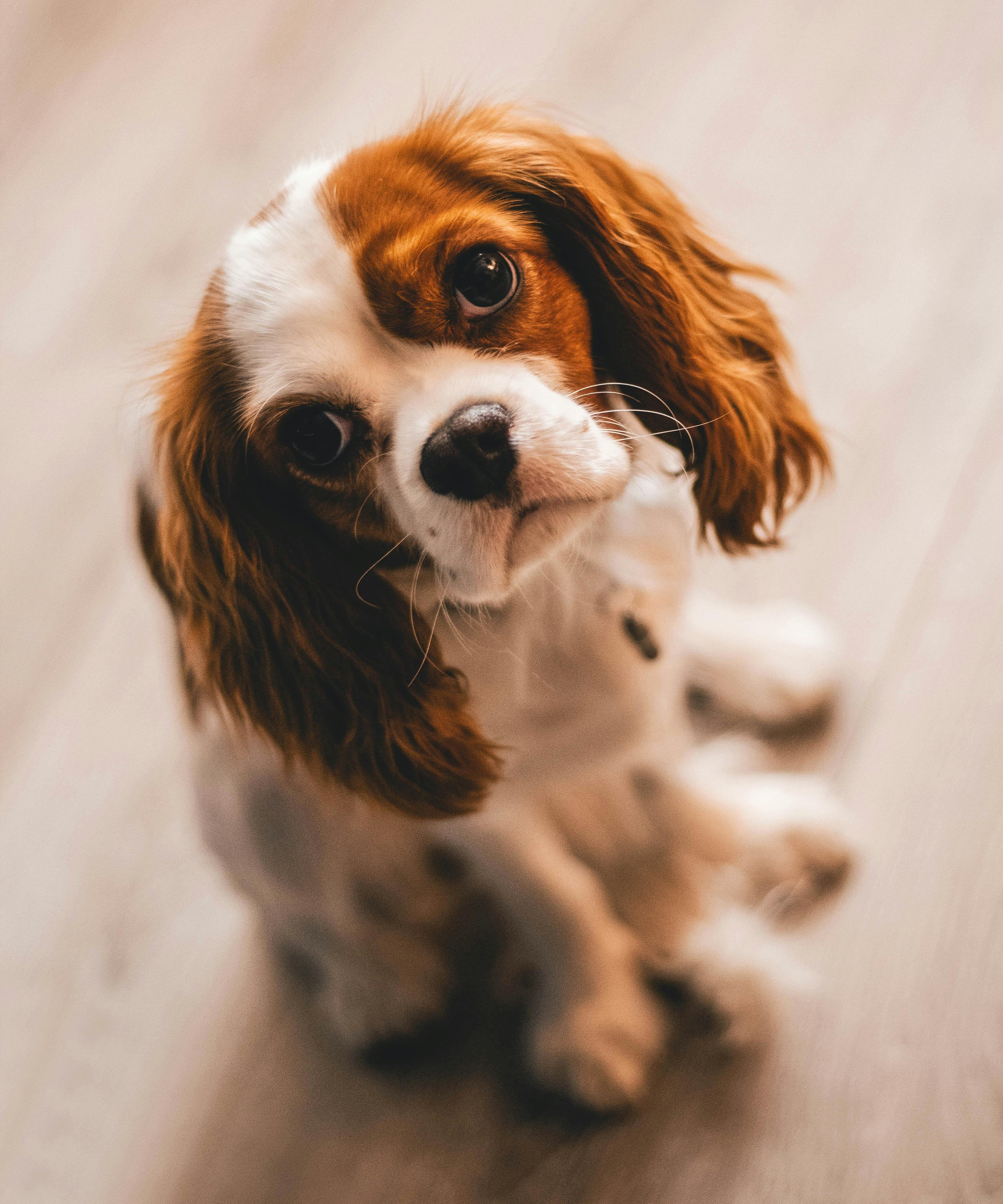 Adding a Pet to the Lease: A Property Manager's Guide